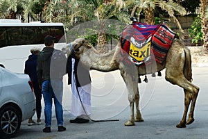 Camel-taxi. His driver & tourists, trip planning