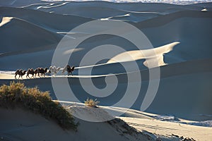 The camel teams walking in the desert