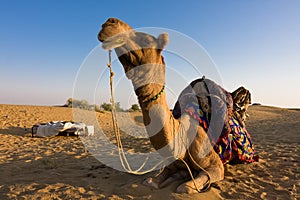 Camel in Thar desert