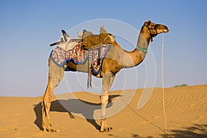 Camel in Thar desert