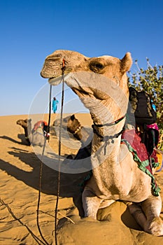 Camel in Thar desert