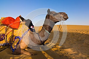 Camel in Thar desert