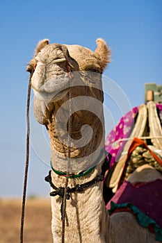 Camel in Thar desert