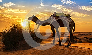 Camel at Thar desert Jaisalmer Rajasthan at sunset with vibrant moody sky