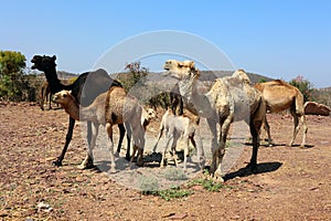 Camel Thar desert, Rajasthan, India. Camels, Camelus dromedarius