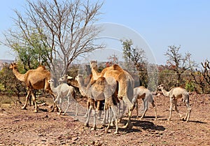 Camel Thar desert, Rajasthan, India. Camels, Camelus dromedarius