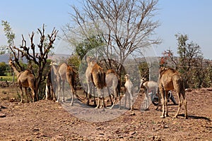 Camel Thar desert, Rajasthan, India. Camels, Camelus dromedarius