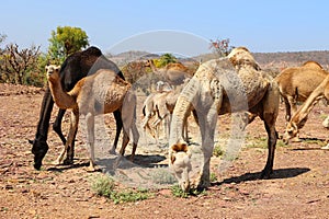 Camel Thar desert, Rajasthan, India. Camels, Camelus dromedarius