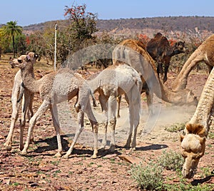 Camel Thar desert, Rajasthan, India. Camels, Camelus dromedarius