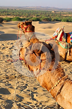 Camel in the Thar desert at sunset