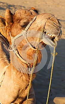 Camel in the Thar desert at sunset
