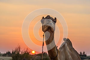 Camel in Thar desert at sunset. Jaisalmer. India