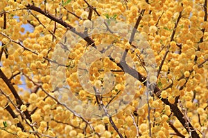 Camel Thorn Blossoms - Wild Flower Background from Africa - Golden Balls