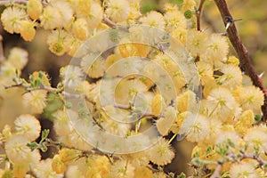 Camel Thorn Blossoms - Wild Flower Background from Africa - Gorgeous Gold