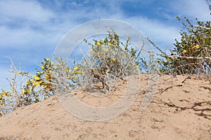 Camel thorn bushes