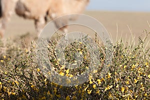 Camel thorn bushes