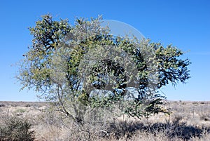 Camel thorn or giraffe thorn tree