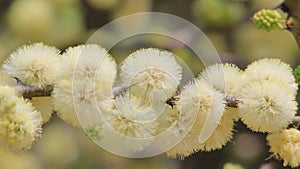 Camel Thorn tree flowers - Wild Flower Background from Africa - Spring Surprise