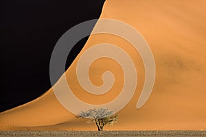 An Camel Thorn tree in front of a red sand dune.