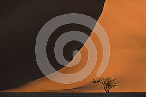 An Camel Thorn tree in front of a red sand dune.