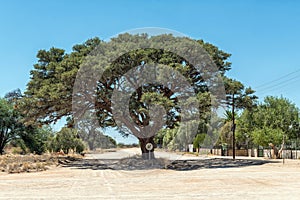 Camel-thorn tree in middle of a street in Kenhardt