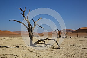 Camel Thornbush in Deadvlei Namib Desert