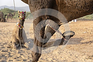 Camel with a tied foot in desert Thar during Pushkar Camel Fair, Rajasthan, India