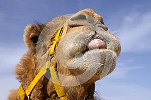 Camel tongue
