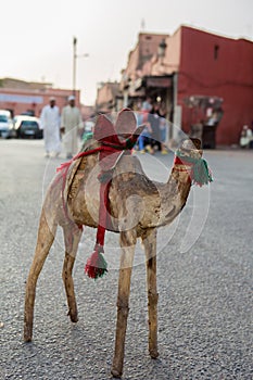 Camel toy with broken head on the open market in Marakesh photo
