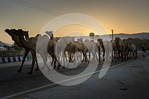 Camel trader in pushkar camel fair