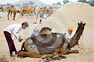 Camel Decoration, Pushkar India