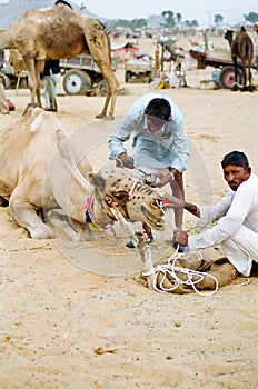 Camel Decoration, Pushkar India