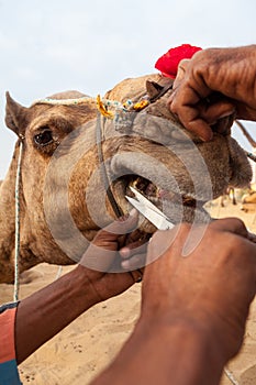Camel traders are trying to cut hairs around mouth of the camel and the camel resists in Pushkar Camel Fair