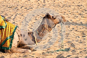 Camel with traditioal dress, waiting for tourists for camel ride at Thar desert, Rajasthan, India. Camels, Camelus dromedarius