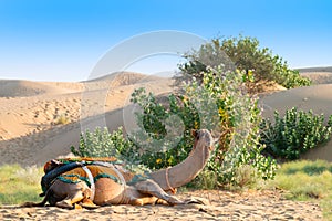 Camel with traditioal dress, is waiting for tourists for camel ride at Thar desert, Rajasthan, India. Camels, Camelus dromedarius