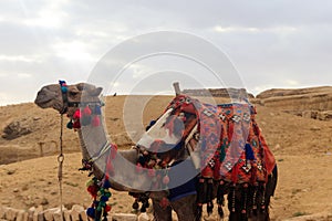 Camel with traditional bedouin saddle in Arabian desert, Egypt