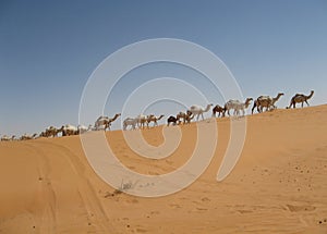 Camel Train