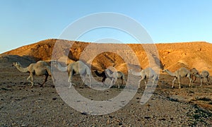 Camel Train in the Desert outside Riyadh, Kingdom of Saudi Arabia