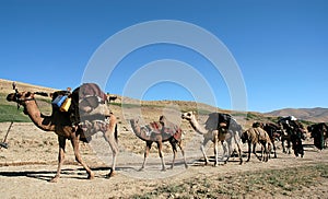 A camel train on a dirt track near Chaghcharan, Ghor Province, Central Afghanistan photo