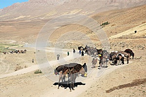 A camel train and donkeys on a dirt track near Chaghcharan, Ghor Province, Central Afghanistan photo