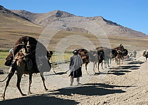 A camel train near Chaghcharan, Ghor Province, Central Afghanistan photo