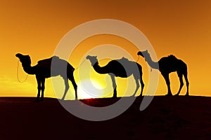 Camel train on sand dunes.