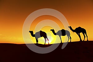 Camel train Silhouette.
