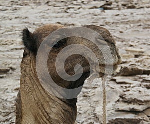 Camel for Transportation of salt slabs, Karum lake, Danakil, Afar Ethiopia