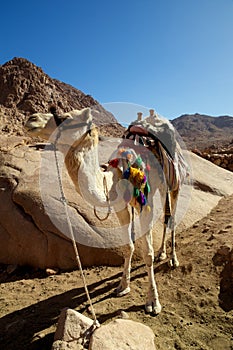 Camel Trek