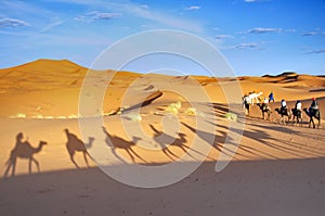 Camel trekking in the Moroccan Sahara desert