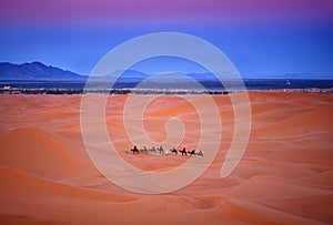 Camel trekking in Western Sahara, Morocco