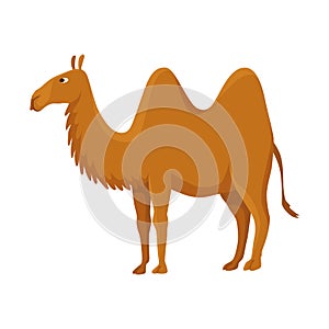 Camel with two hump, bactrian. Desert animal standing, side view. Cartoon vector. Flat icon design, isolated on white