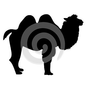 Camel two humped smiling cartoon. Vector illustration