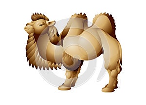 Camel with two humps, Bactrian